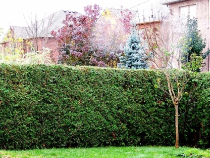 The Lawn Man | 11 Wareside Rd, Etobicoke, ON M9C 3B1, Canada | Phone: (416) 621-6534