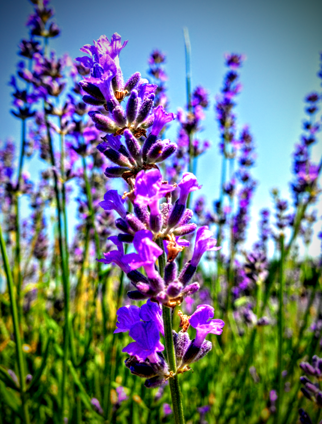 Bleu Lavande | 5857-7581 Chemin Griffin, Ogden, QC J0B, Canada