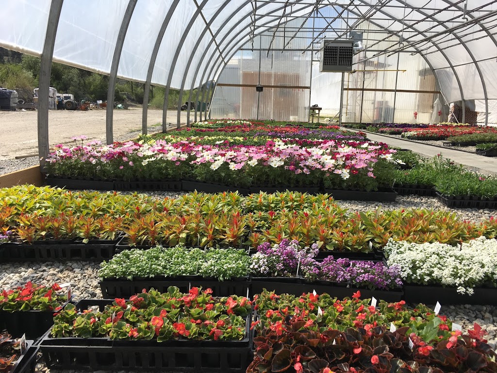 Riverside Greenhouse and Nursery | 211 Thorp Rd, Oliver, BC V0H 1T0, Canada | Phone: (250) 408-9500