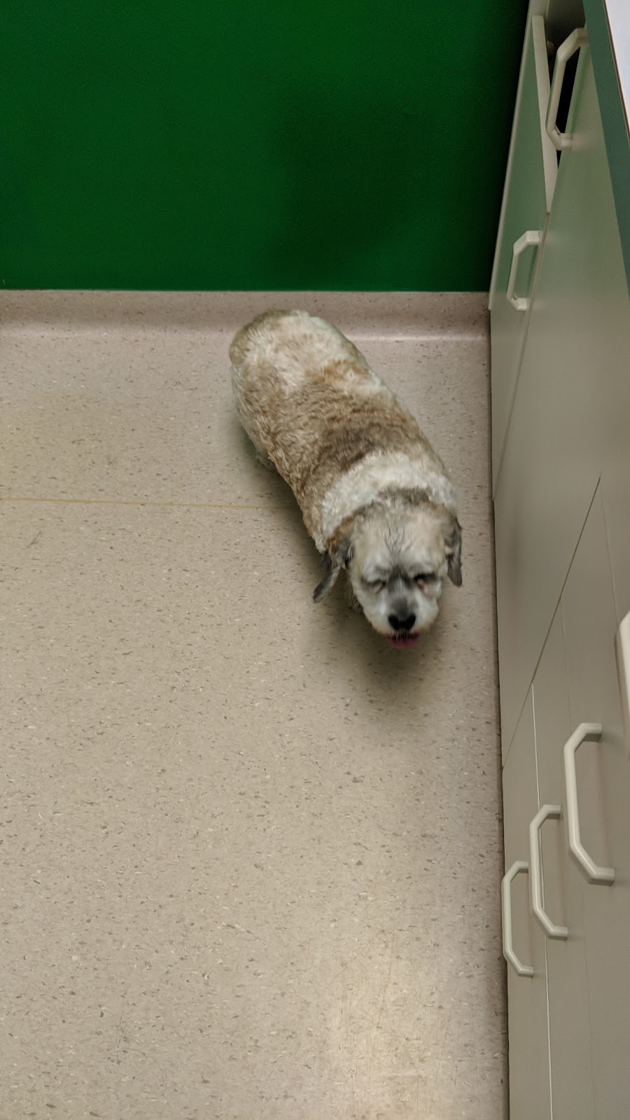 Selkirk Veterinary Services | 6 Wersch St, Selkirk, MB R1A 2B2, Canada | Phone: (204) 482-5720