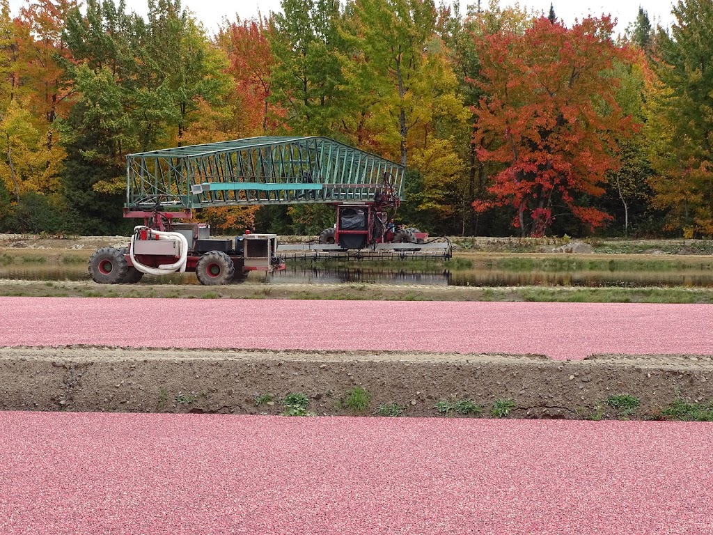 Centre d’interprétation de la canneberge | 80 Rue Principale, Saint-Louis-de-Blandford, QC G0Z 1B0, Canada | Phone: (819) 364-5112