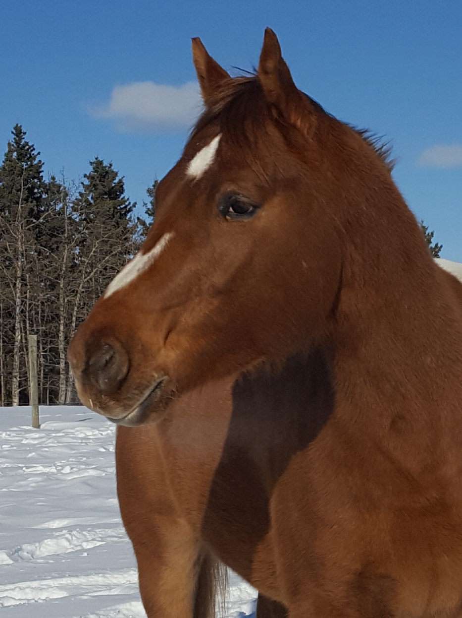 Bear Valley Rescue | Mountain View County, 31123 Range Rd 60, Sundre, AB T0M 1X0, Canada | Phone: (403) 637-2708