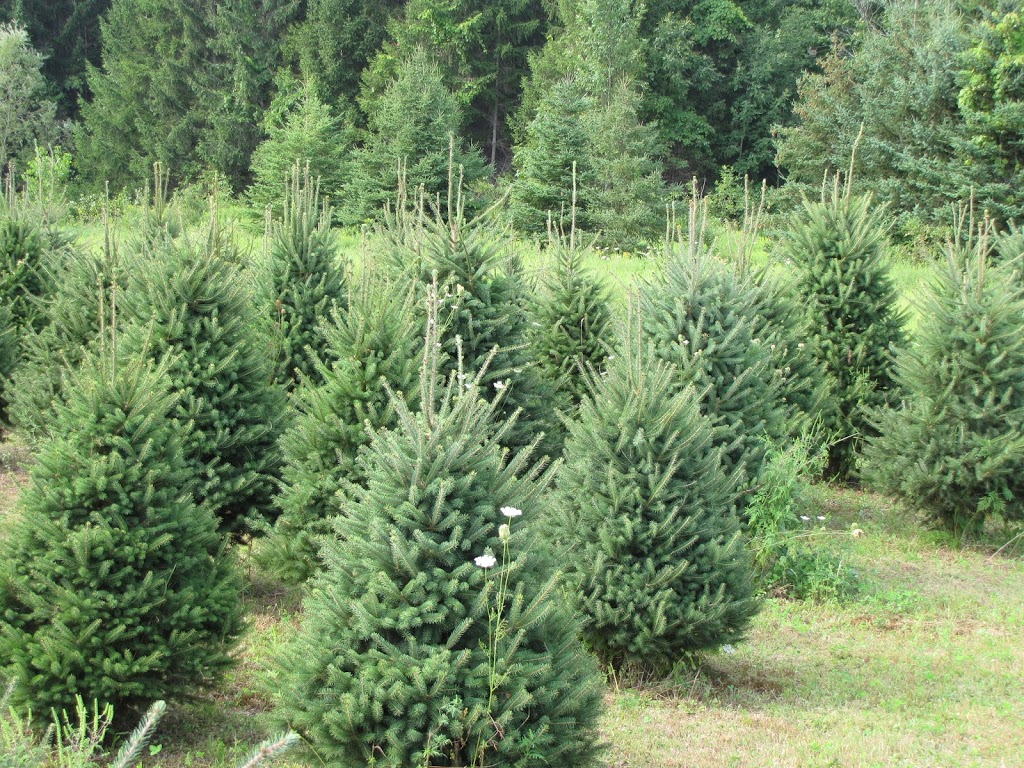 Evergreen Acres Landscape and Christmas Trees | 431 Inman Rd, Dunnville, ON N1A 2W5, Canada | Phone: (905) 981-9464