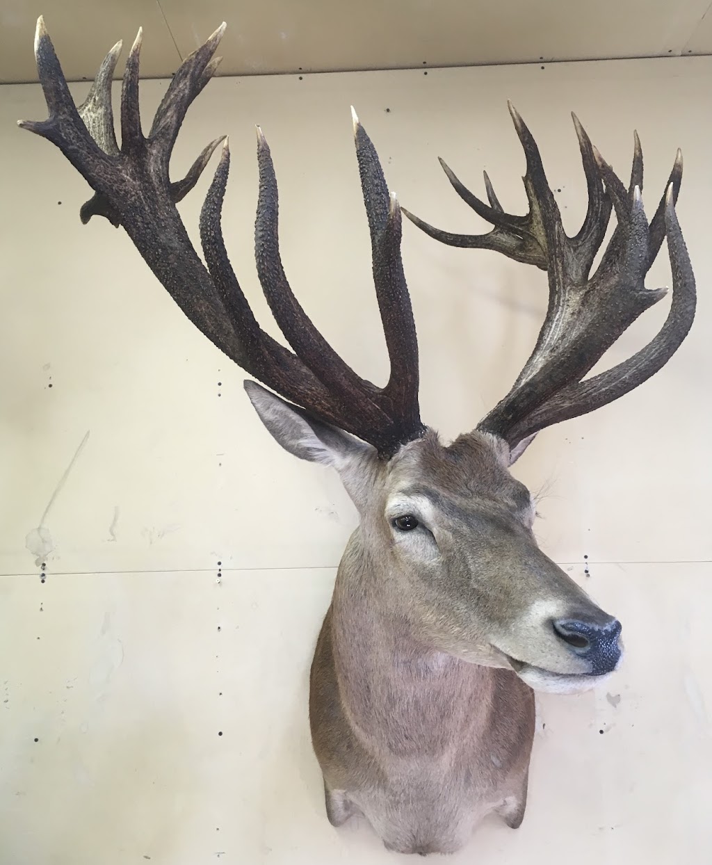 Extreme Taxidermy | 10379 109 Ave, Westlock, AB T7P 1G8, Canada | Phone: (780) 349-5412
