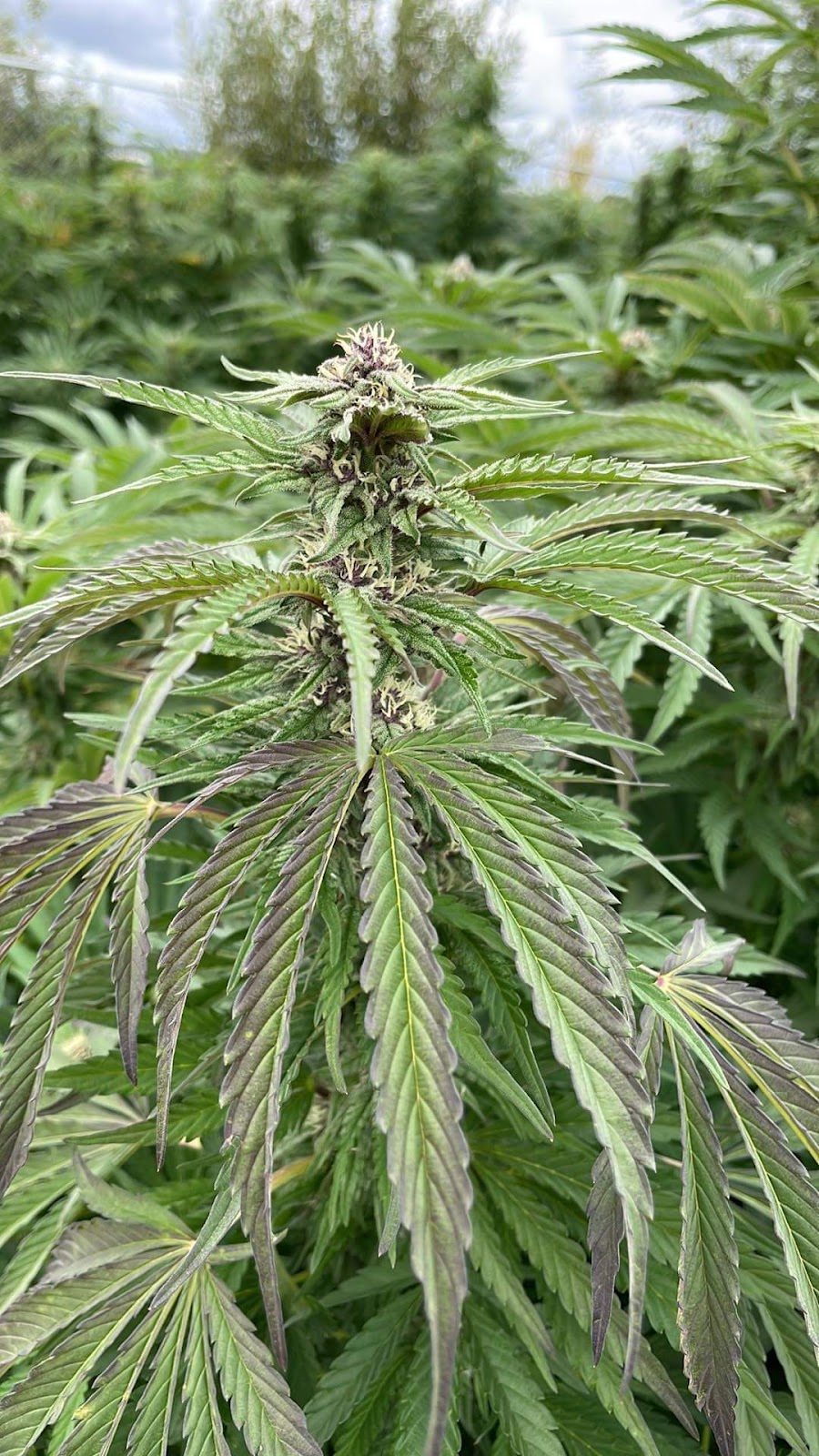 fc101 formation cannabis médical | 1901 ch st-Pierre sud, Sainte-Thècle, QC G0X 3G0, Canada | Phone: (418) 809-4895