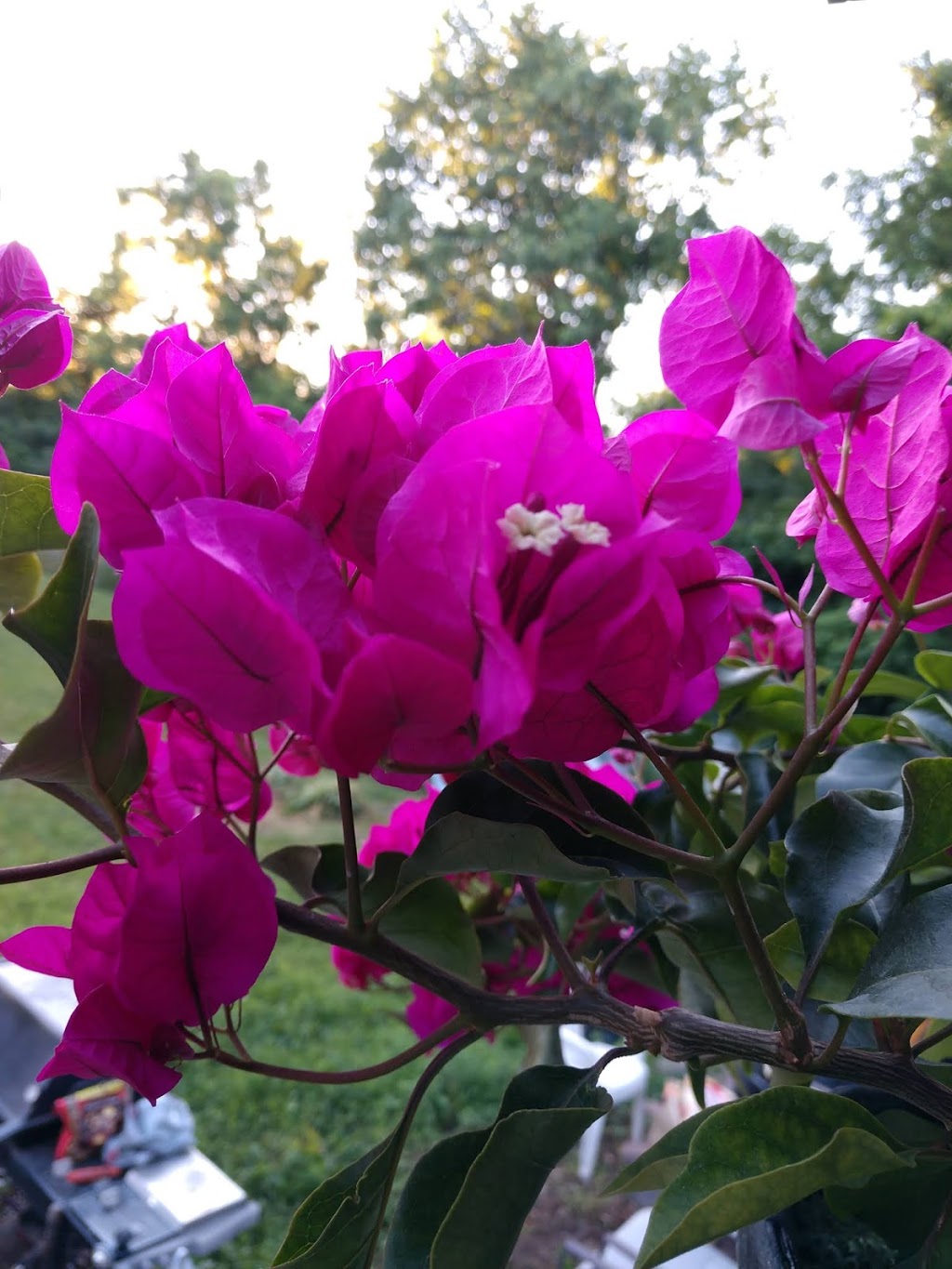 Madoc Garden Center | 13 Concession Rd, Madoc, ON K0K 2K0, Canada | Phone: (613) 473-0009