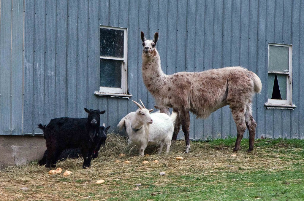 Cedar Haven Eco-Centre | 1039 97, Freelton, ON L0R 1K0, Canada | Phone: (888) 953-9275