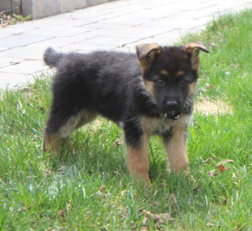 Westside German Shepherds | South east 18 -16-27 W2, Saskatchewan St W, Moose Jaw, SK S6H 4R3, Canada | Phone: (306) 693-2694