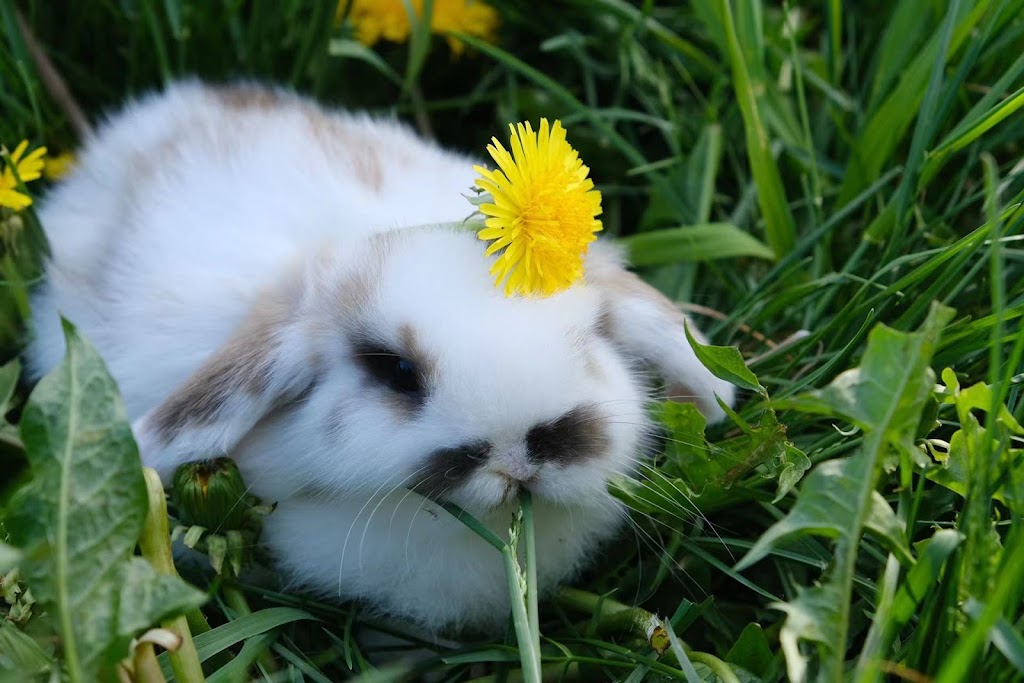 Pinwheel Farm PEI | 17208 All Weather Hwy, Milton Station, PE C1E 0W9, Canada | Phone: (782) 377-6714