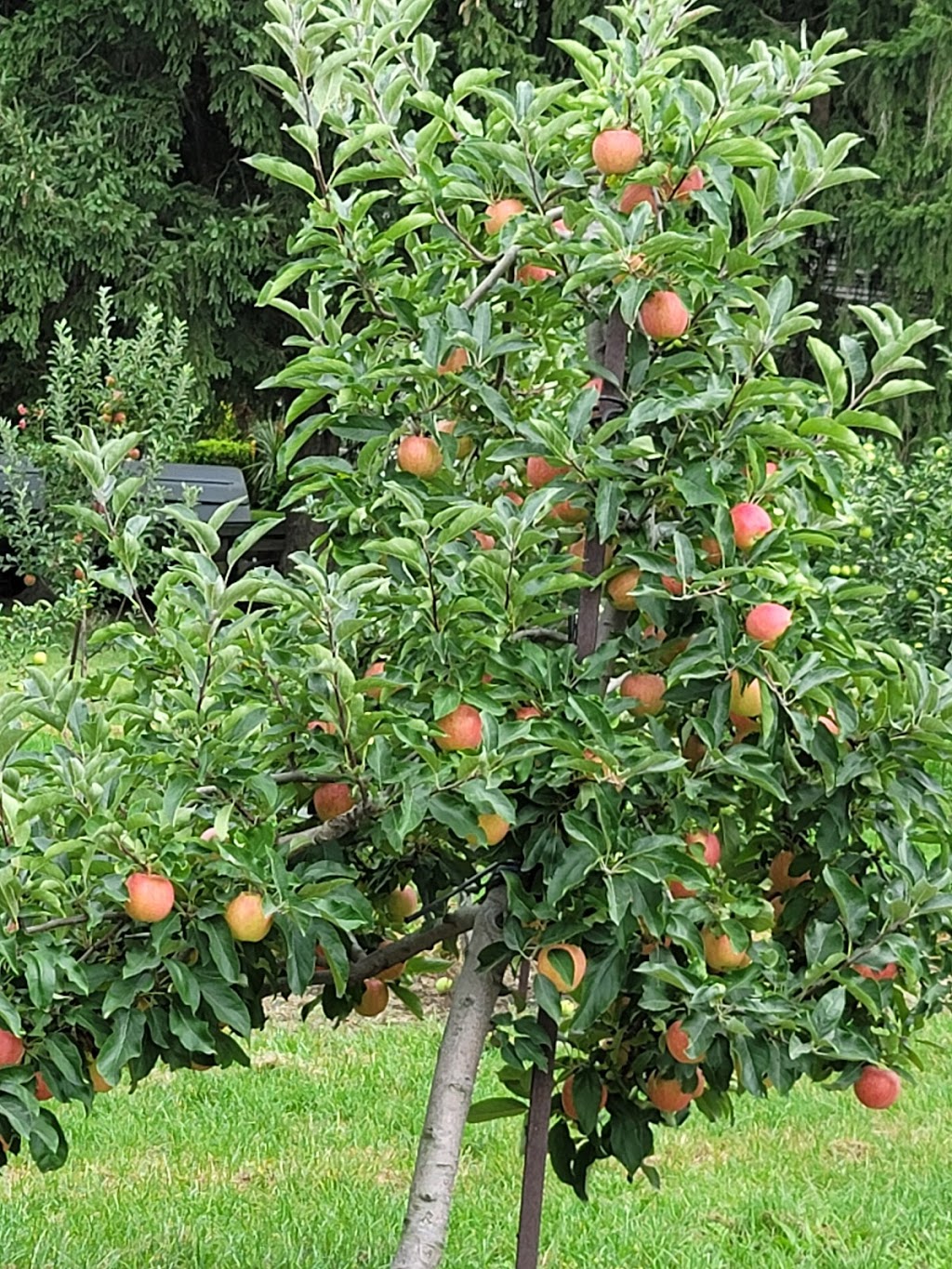 Simpson Orchards | 237 Mersea Road 5, Leamington, ON N8H 3V5, Canada | Phone: (519) 326-9459