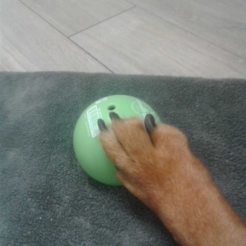VCA Canada Pretoria Animal Hospital | 16 Pretoria Ave, Ottawa, ON K1S 1W7, Canada | Phone: (613) 565-0588