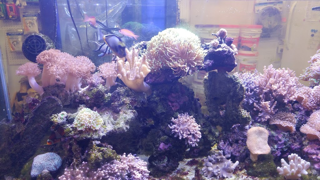 Pauls Aquarium | 7533 135 St #108, Surrey, BC V3W 0N6, Canada | Phone: (604) 572-4649