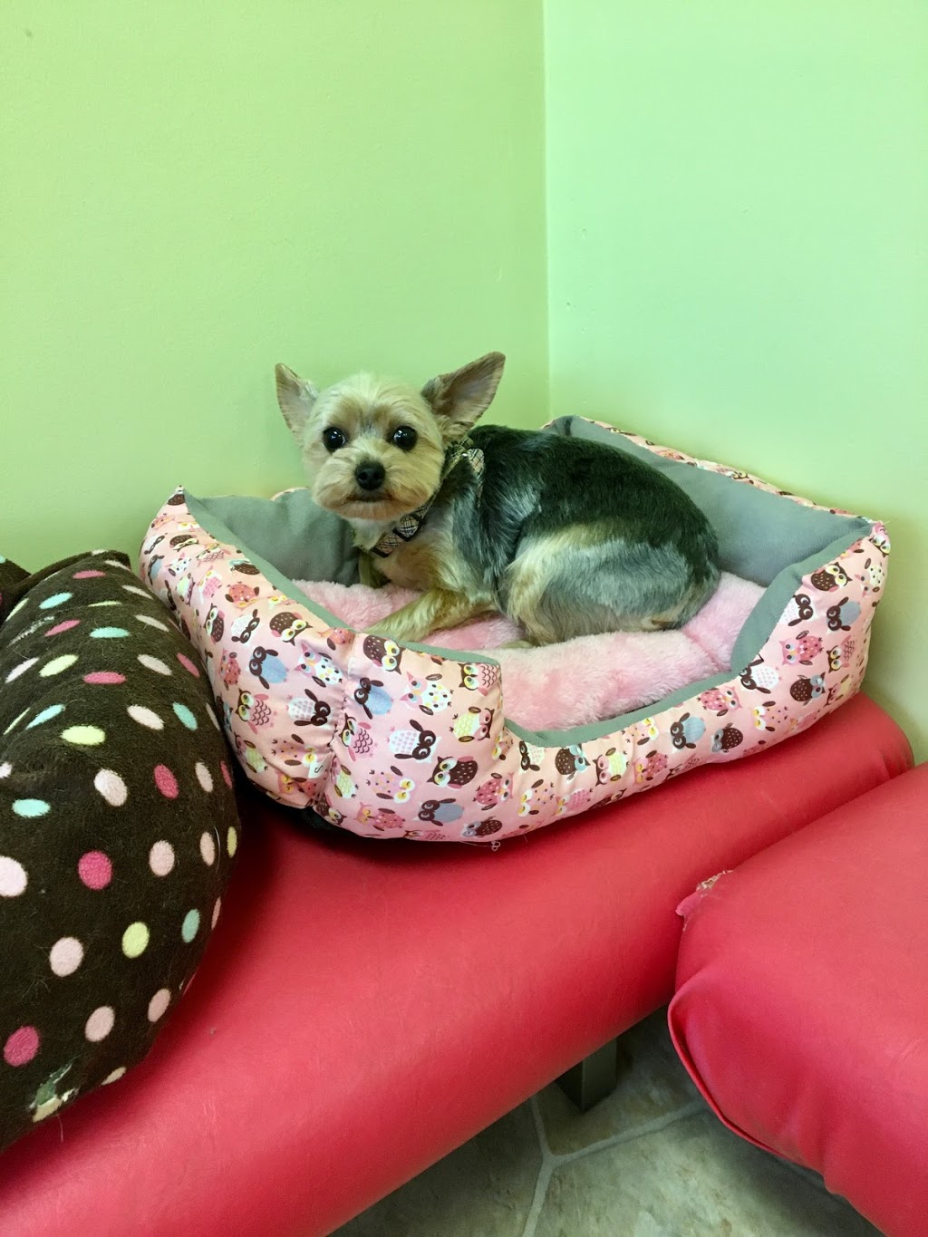 Dog Station Grooming Training & More | 160-1960 Como Lake Ave, Coquitlam, BC V3J 3R3, Canada | Phone: (604) 936-7297