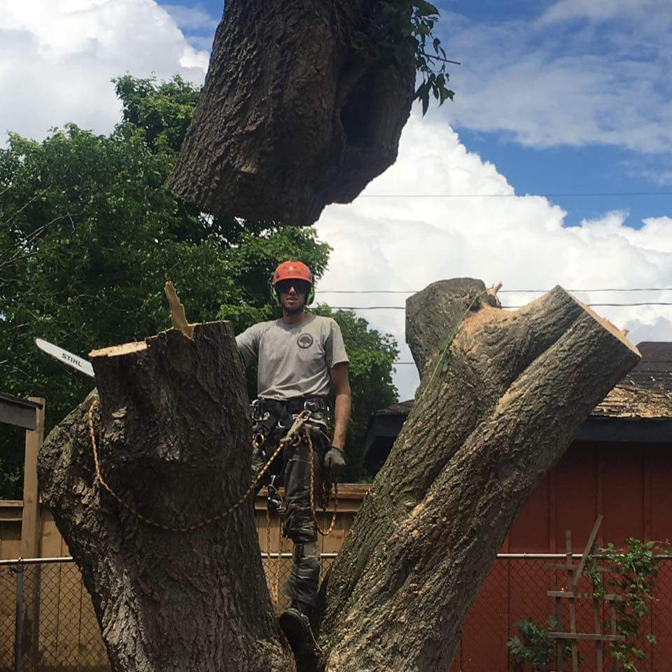 Beesley Tree Care | 169 Inverhaugh Rd, Ariss, ON N0B 1B0, Canada | Phone: (519) 400-3695