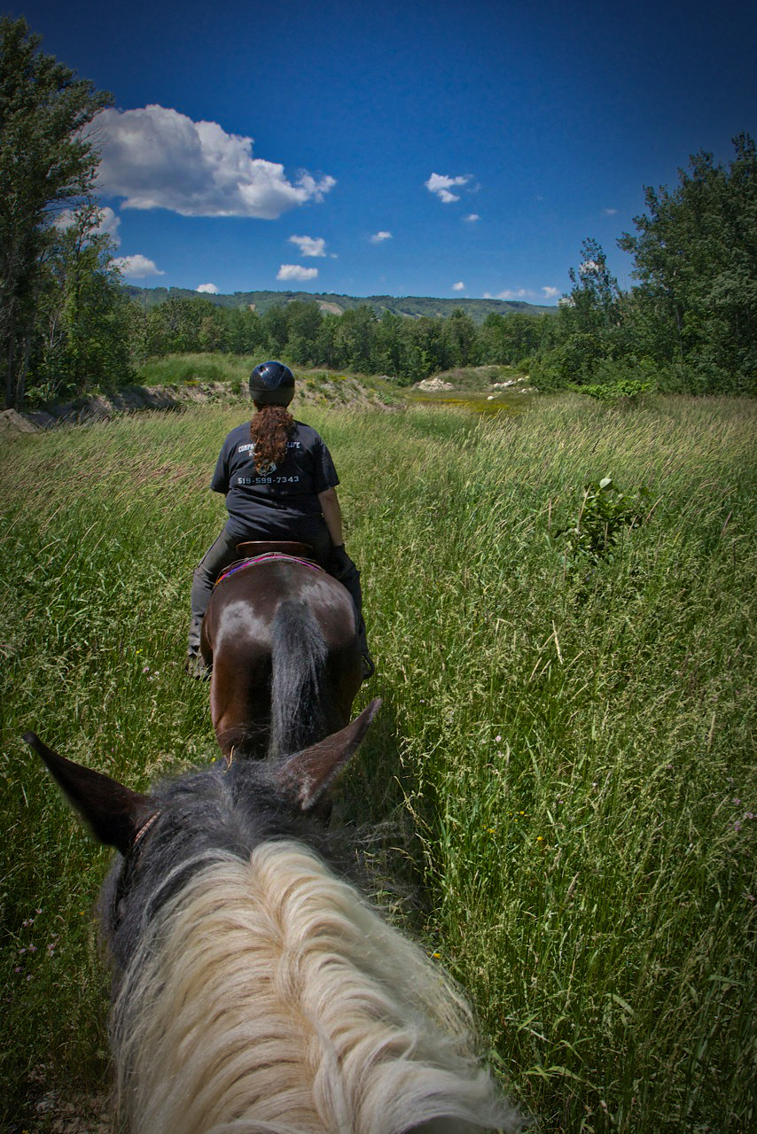 Mountain View Stables | 302 Grey County Rd 21, The Blue Mountains, ON L9Y 0L2, Canada | Phone: (705) 445-8544