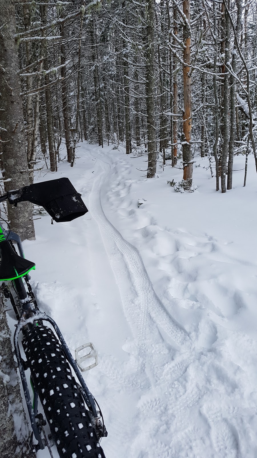 PEI Forestry: Brookvale Demo Woodlot | Brookvale Demo Woodlot Rd, North Wiltshire, PE C0A 1Y0, Canada | Phone: (902) 368-4700