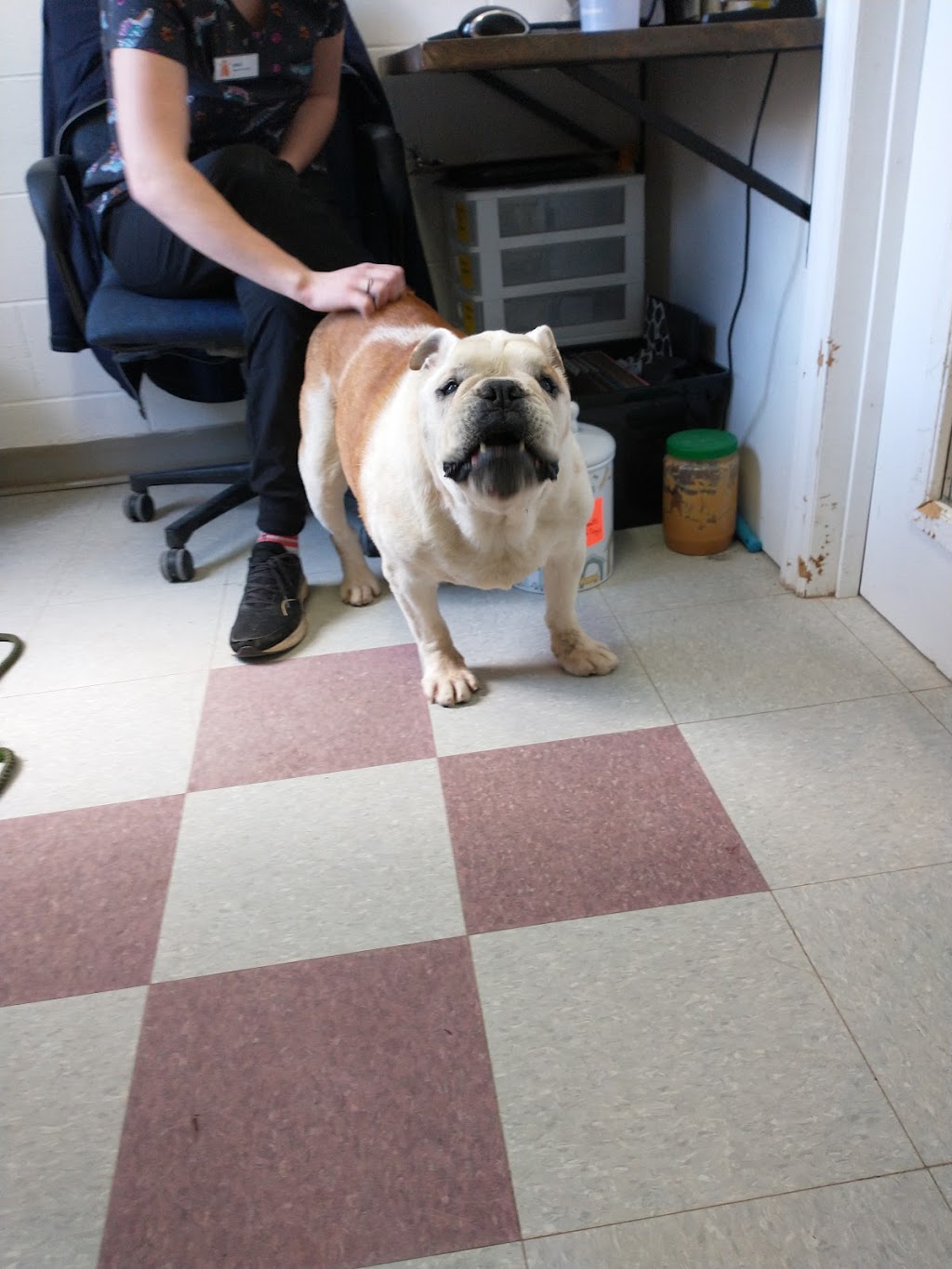 Greater Moncton SPCA | 116 Greenock St, Moncton, NB E1H 2J7, Canada | Phone: (506) 857-8698