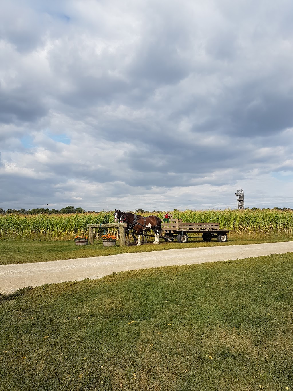 A Maze In Corn | 1351 MB-200, Saint Adolphe, MB R5A 1A2, Canada | Phone: (204) 883-2048