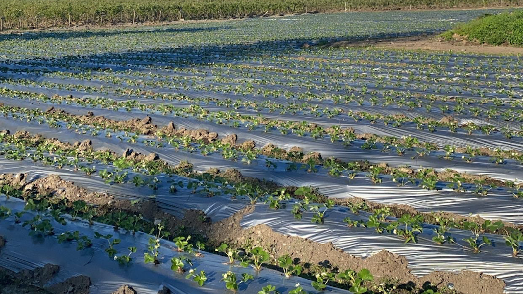 Glenmore Farms | 5528 Glenmore Rd, Abbotsford, BC V4X 1W1, Canada | Phone: (604) 751-3322