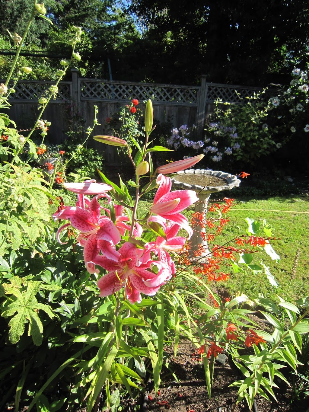 Mikes Landscaping Services | 43201 Lougheed Hwy., Deroche, BC V0M 1G0, Canada | Phone: (778) 227-4928