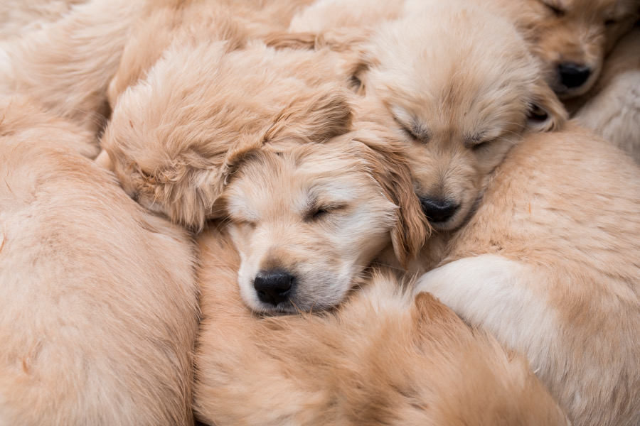 Cedar Grove Goldens | Blairhampton Rd, Minden, ON K0M 2K0, Canada | Phone: (705) 854-0959
