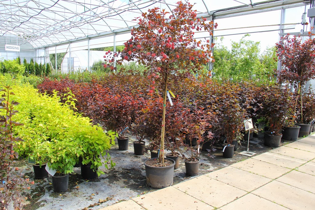 Local Nursery Ltd | 26515A, Township Rd 514, Spruce Grove, AB T7Y 1G1, Canada | Phone: (780) 987-9133