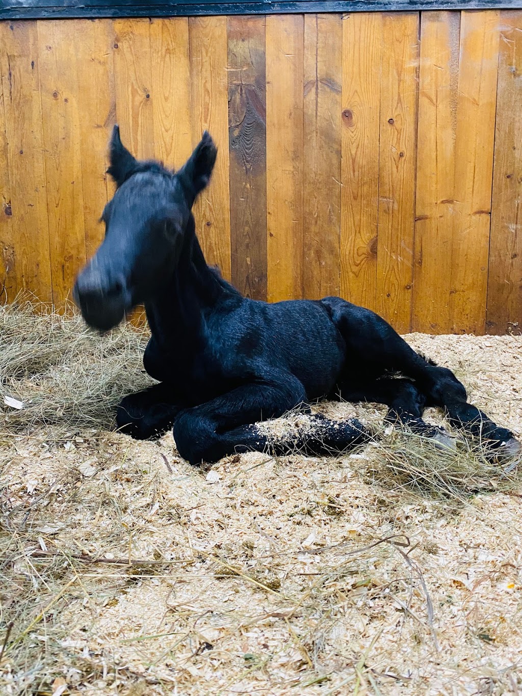 Baroque Friesian Ranch | Site 114 comp 20 RR 1, 4001 Ste Anne Trail, Alberta Beach, AB T0E 0A1, Canada | Phone: (403) 813-6691