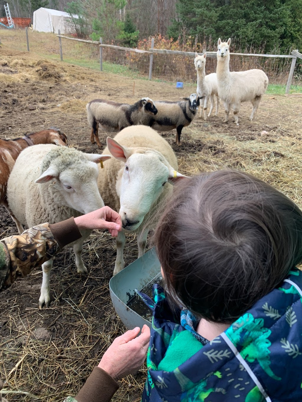 Barkway Farms | 1043 Hopkins Rd, Gravenhurst, ON P1P 1R3, Canada | Phone: (705) 606-2214