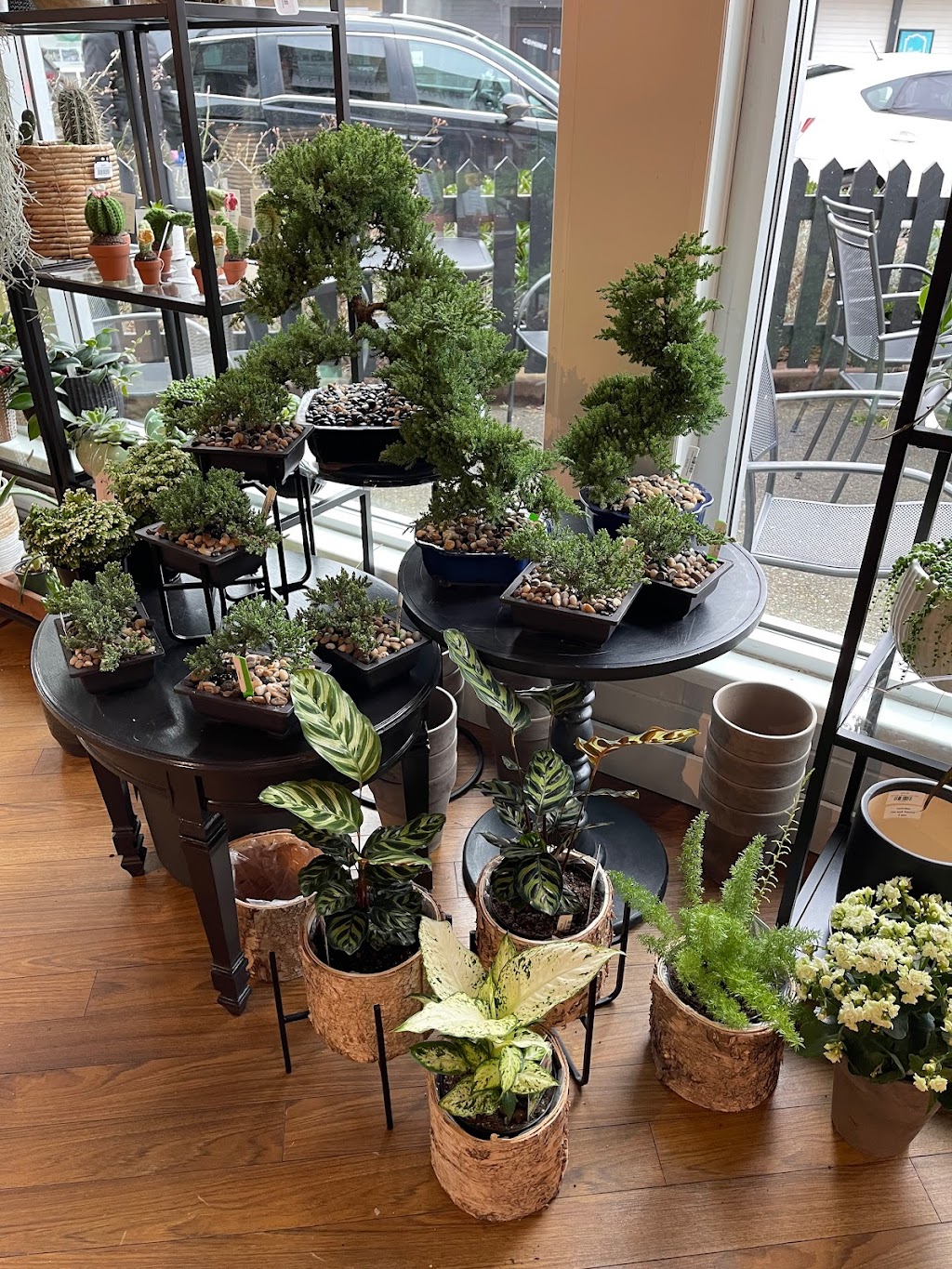 Thrive Greenery and Gifts | 5723 176 St #5, Surrey, BC V3S 4C9, Canada | Phone: (778) 547-0838
