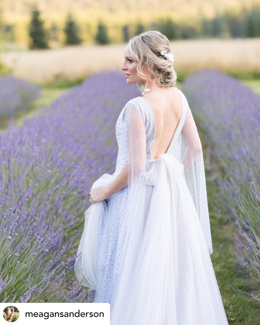 Windward Lavender | 231 Columbia Valley Rd, Lindell Beach, BC V2R 4X6, Canada | Phone: (604) 825-8354