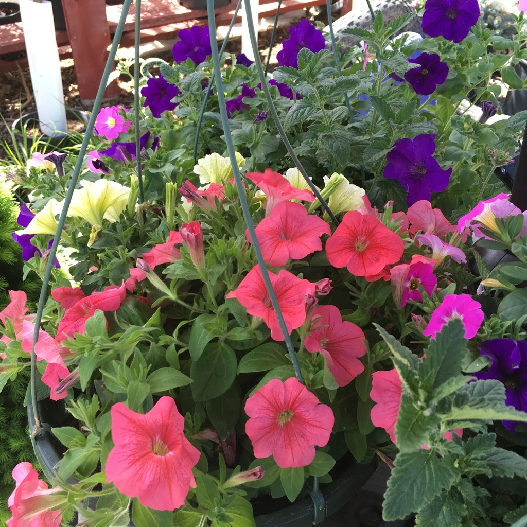 Riverside Greenhouse and Nursery | 211 Thorp Rd, Oliver, BC V0H 1T0, Canada | Phone: (250) 408-9500