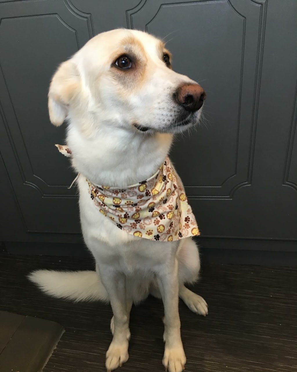 Abbotsford Dog & Cat Grooming | 34365 Old Yale Rd #34365, Abbotsford, BC V2S 2K6, Canada | Phone: (604) 859-3647