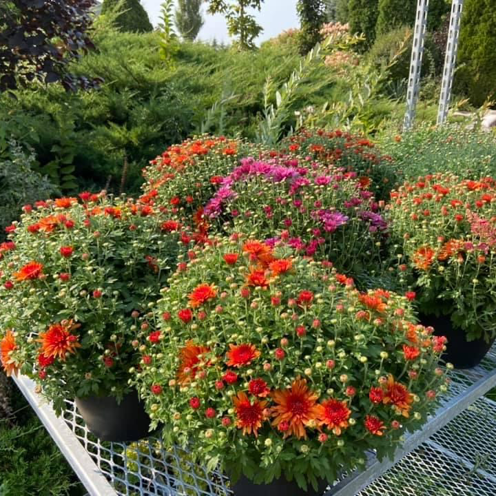 Rockwood Forest Nurseries | 437 Mark Rd, Cameron, ON K0M 1G0, Canada | Phone: (705) 374-4700