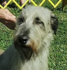 Kalkinny Kennels | 7563 Stone School Rd, Metcalfe, ON K0A 2P0, Canada | Phone: (613) 225-1221