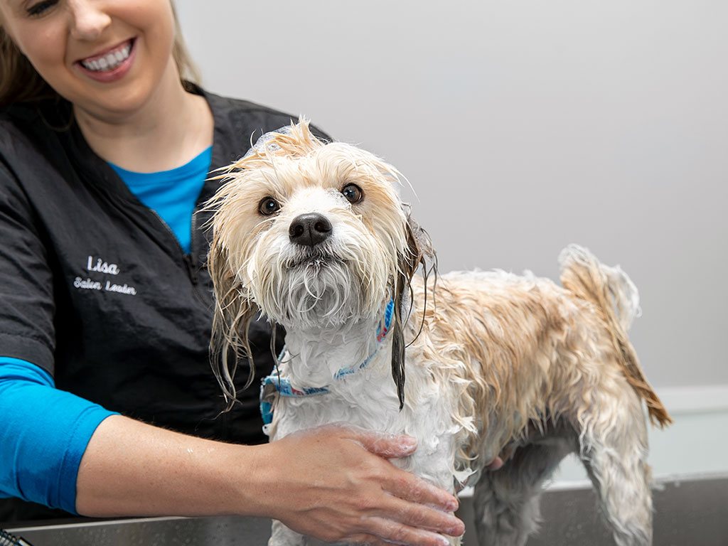 PetSmart | 80 Longview Common SE #610, Southeast Calgary, AB TaX 4S7, Canada | Phone: (825) 407-0030