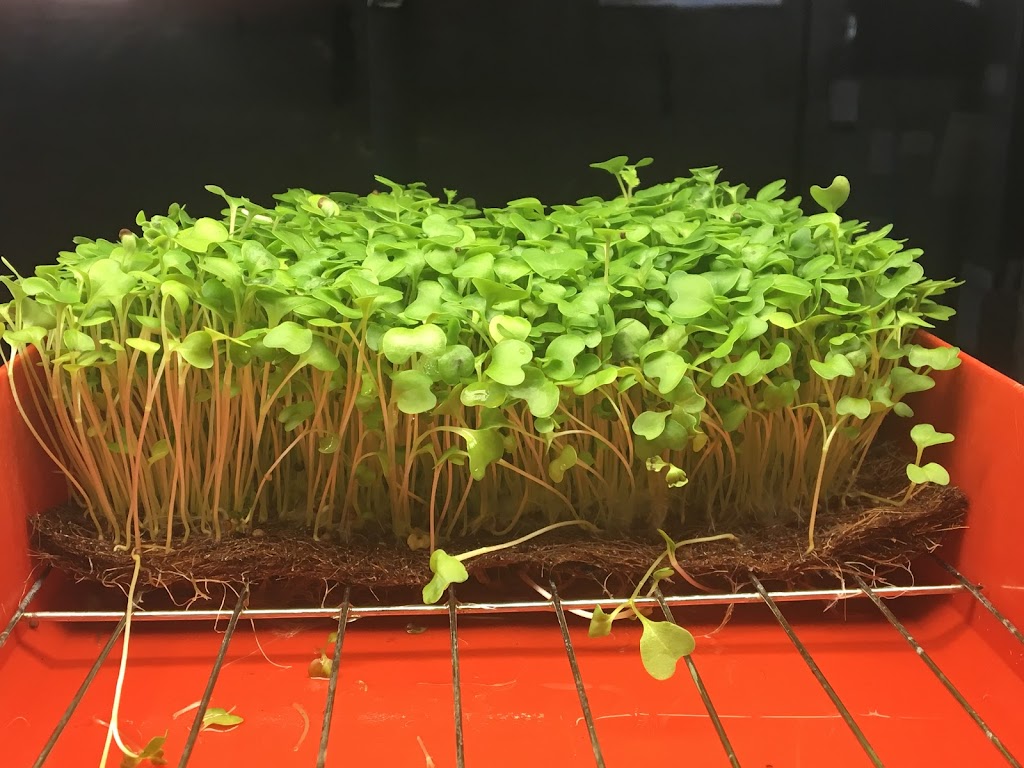 HarkHydroGreens | 389 Begonia Gardens, Oakville, ON L6M 1L7, Canada | Phone: (365) 228-4291