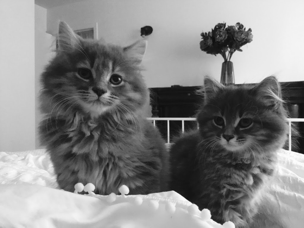 Veterinary Clinic St. Paul Farnham | 598 Rue Saint-Paul, Farnham, QC J2N 2K3, Canada | Phone: (450) 337-3371