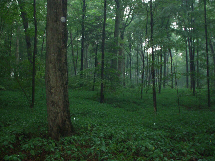 Trees Unlimited | 13130 McKenney Rd, Niagara Falls, ON L3B 6N7, Canada | Phone: (905) 384-0789
