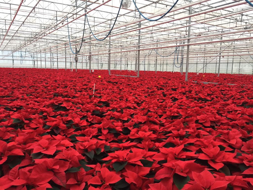 Devry Greenhouses | 49259 Castleman Road, Chilliwack, BC V2P 6H4, Canada | Phone: (604) 794-3874
