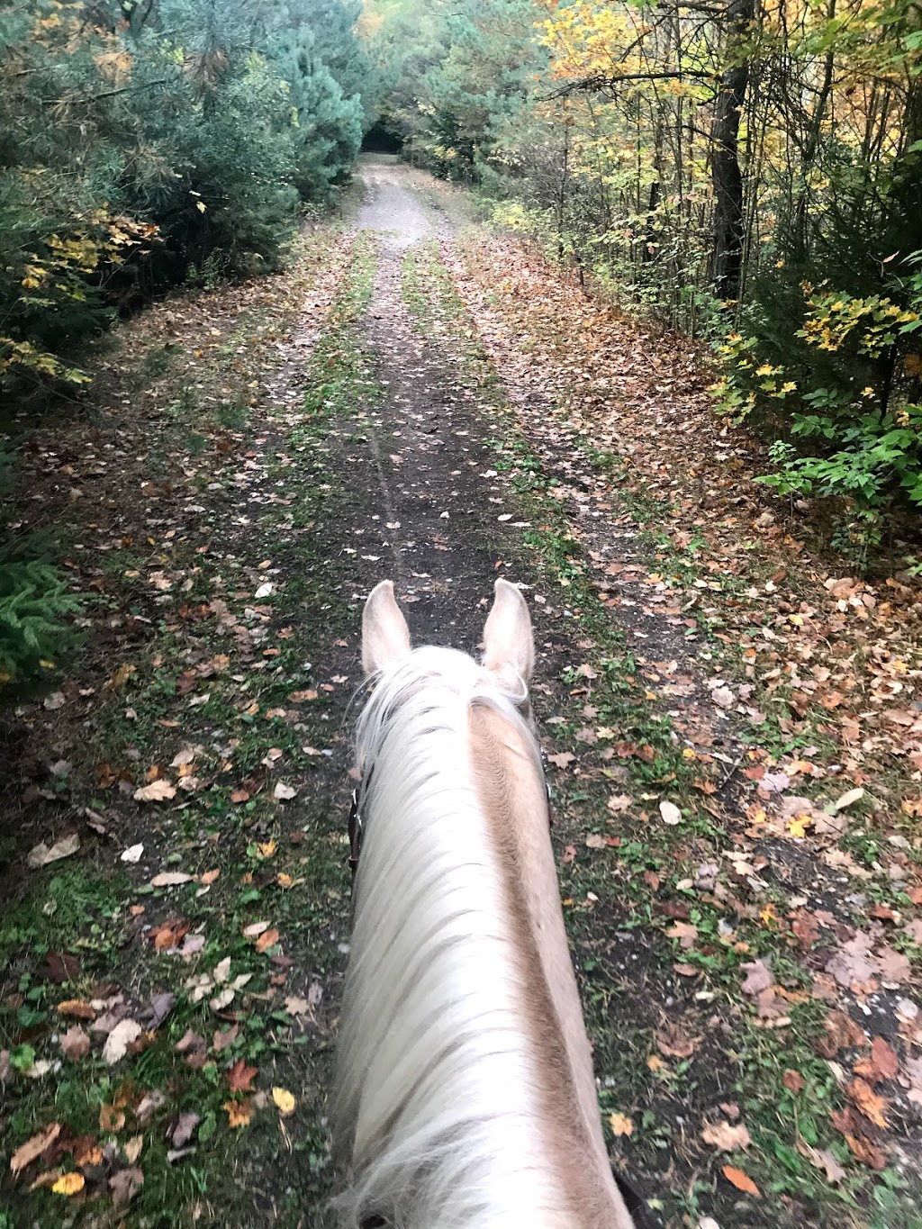 Wildcard Stables | 4941 Vivian Rd, Cedar Valley, ON L0G 1E0, Canada | Phone: (647) 201-2590