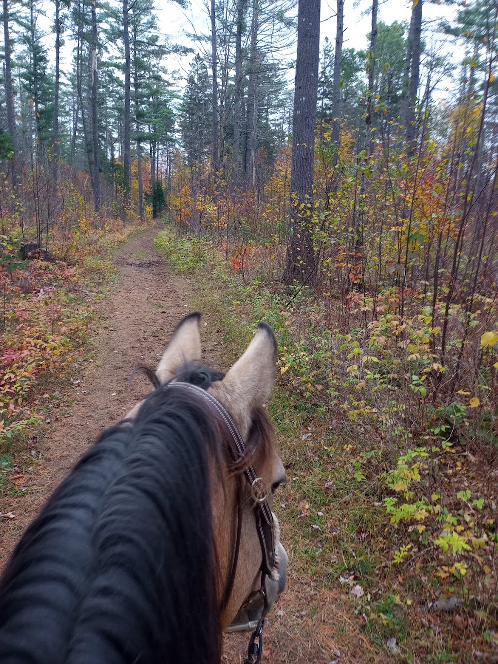 South Algonquin Trails | 4378 Elephant Lake Rd, Harcourt, ON K0L 1X0, Canada | Phone: (705) 448-1751
