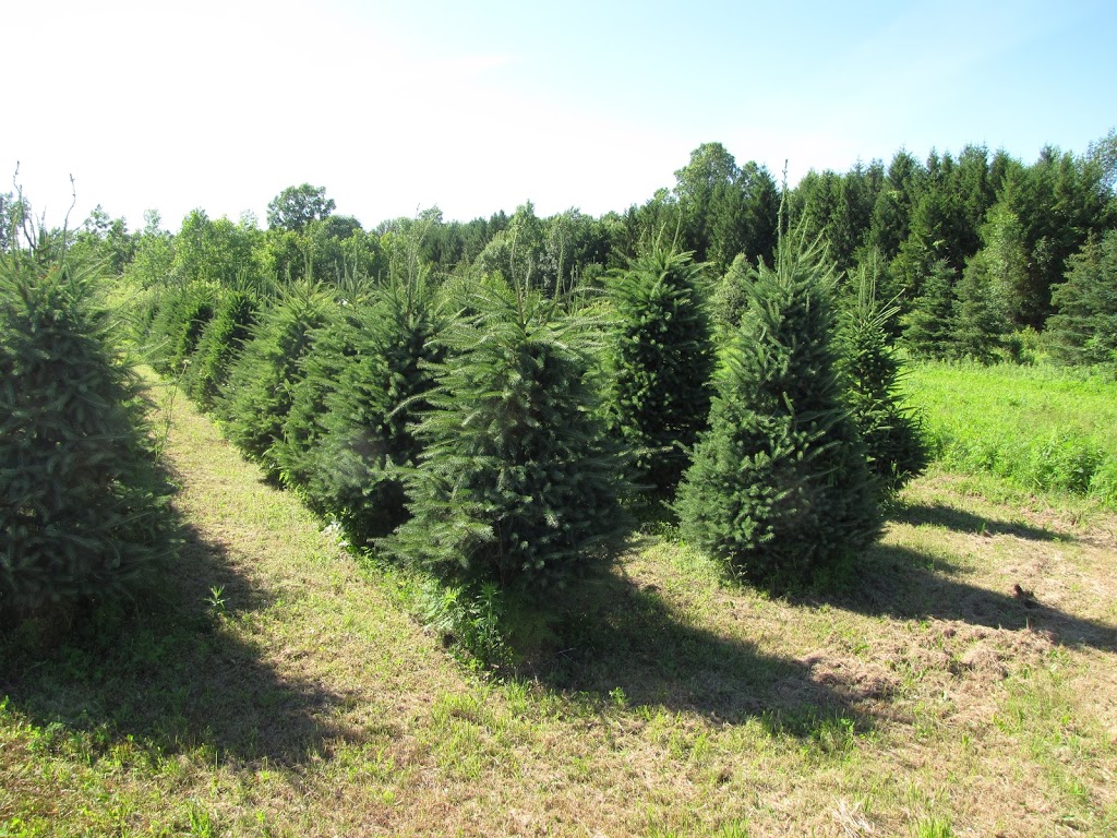 Evergreen Acres Landscape and Christmas Trees | 431 Inman Rd, Dunnville, ON N1A 2W5, Canada | Phone: (905) 981-9464
