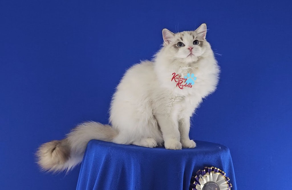 Kootenay Ragdolls | 2091 BC-3, Jaffray, BC V0B 1T0, Canada | Phone: (250) 464-1744