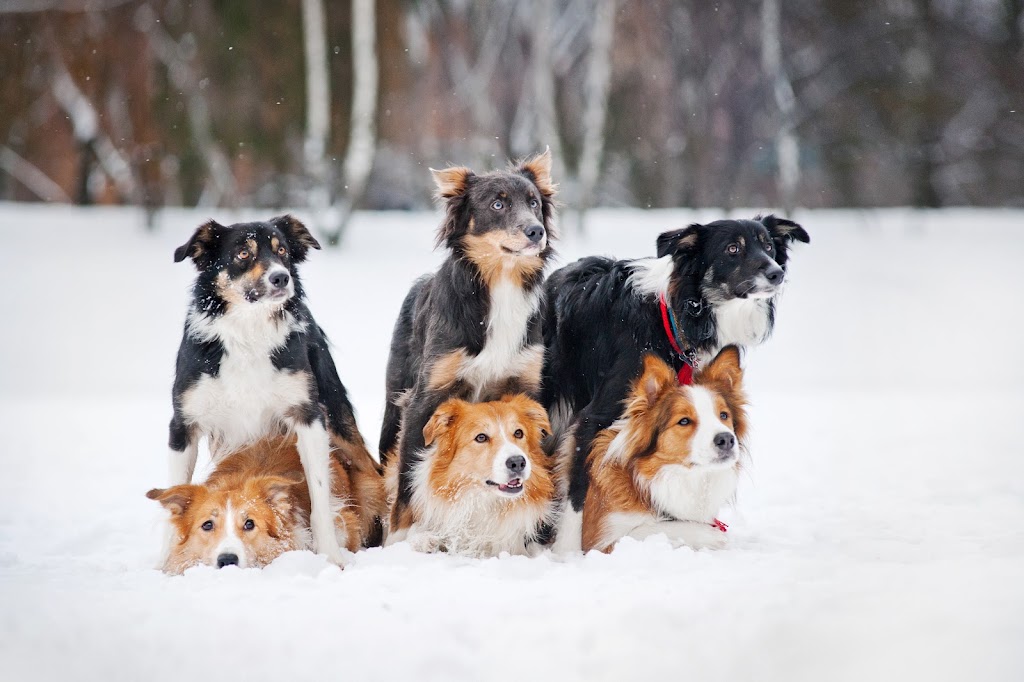 Montreal Dog Training | 1912 Rue de Ville-Marie, Montréal, QC H1V 3K3, Canada | Phone: (514) 941-2178