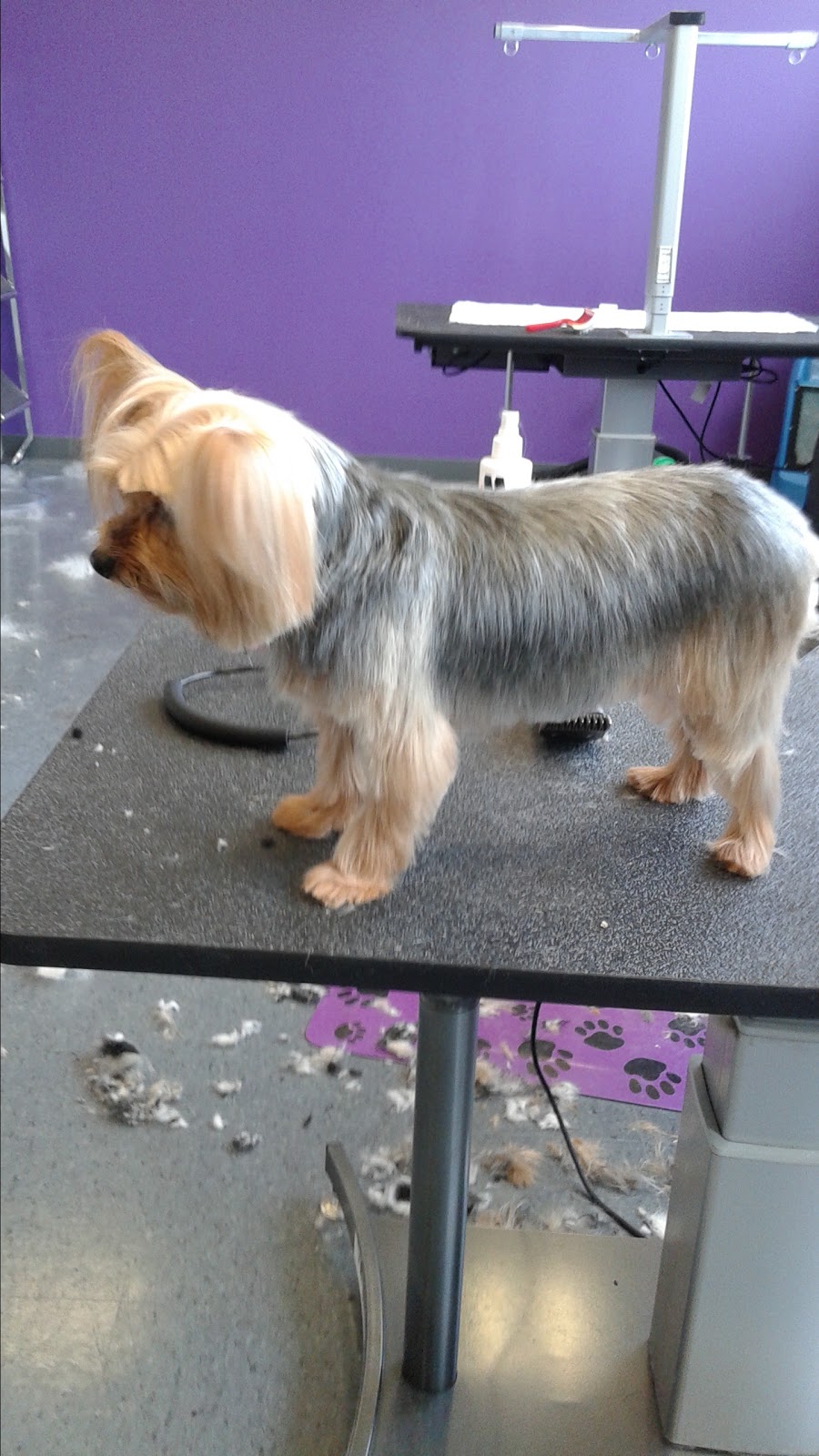 The Clean Dog | 1045 Ward St, Bridgenorth, ON K0L 1H0, Canada | Phone: (705) 292-9823