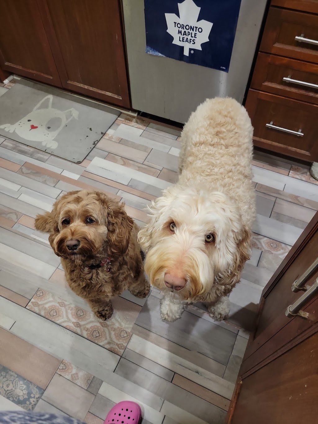 Pawsitive Pawz | 780 Pine Grove Ave, Innisfil, ON L9S 2K2, Canada | Phone: (647) 558-5235