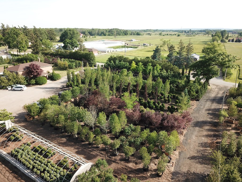 Coivic Specimen Trees & Shrubs | 5487 Eighth Line, Milton, ON L9E 1A3, Canada | Phone: (905) 878-9101