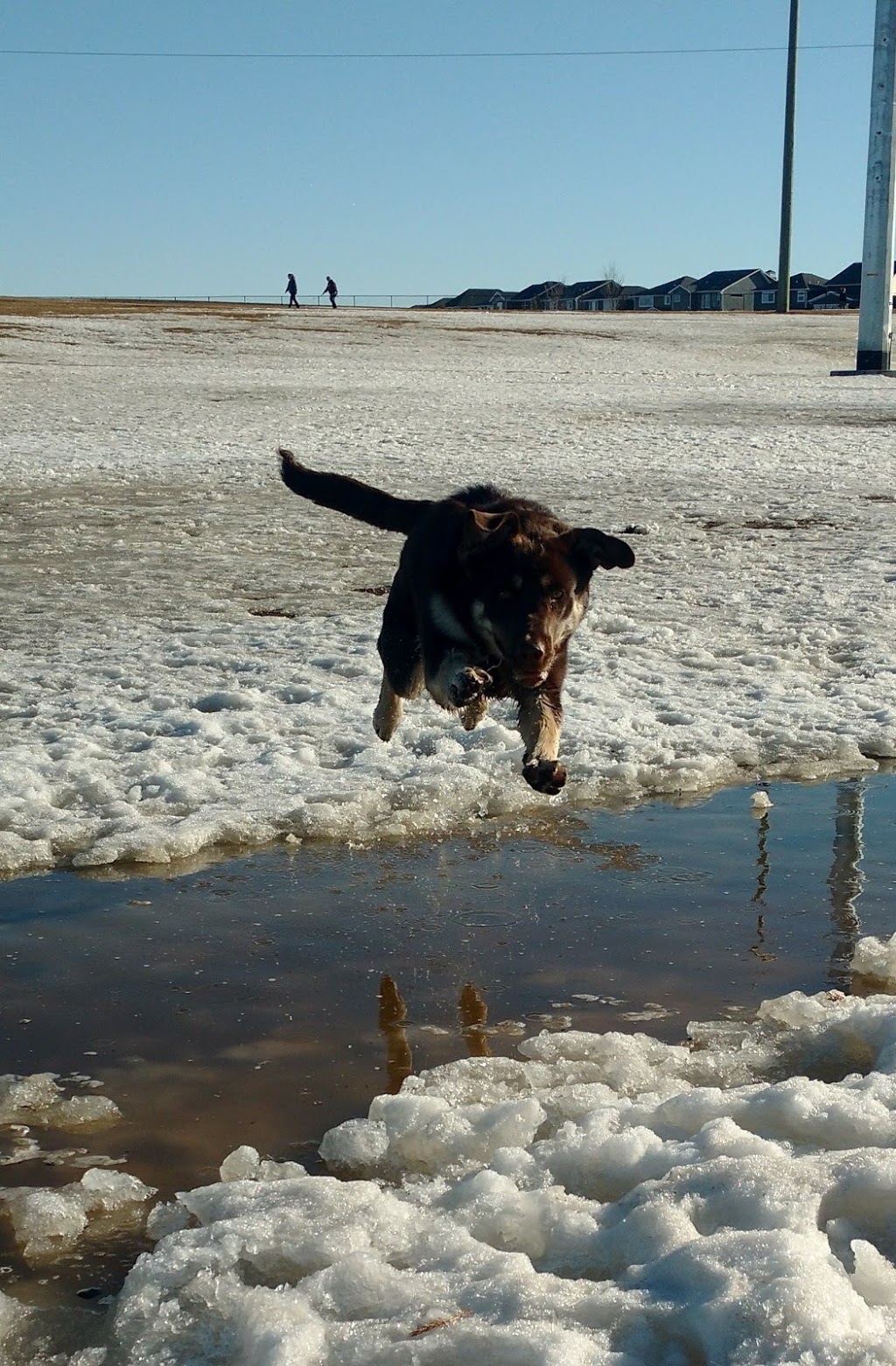 Auburn Bay Dog Park | 252 Auburn Bay Dr SE, Calgary, AB T3M, Canada | Phone: (403) 268-2489