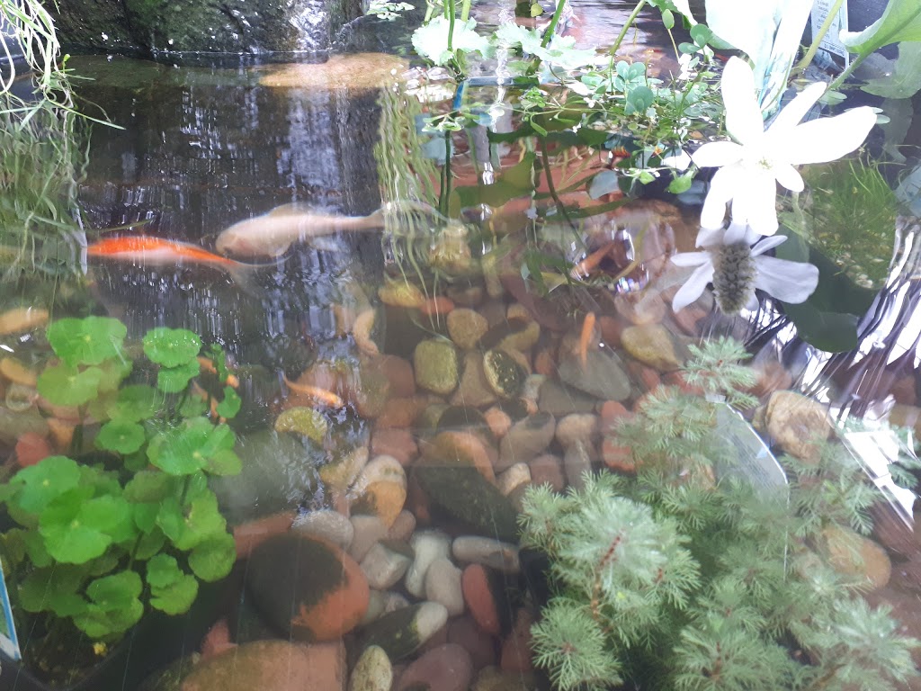 Country Blooms Garden Centre | 4 90008 RGE RD 210, Lethbridge County, AB T1J 5R9, Canada | Phone: (403) 331-5660