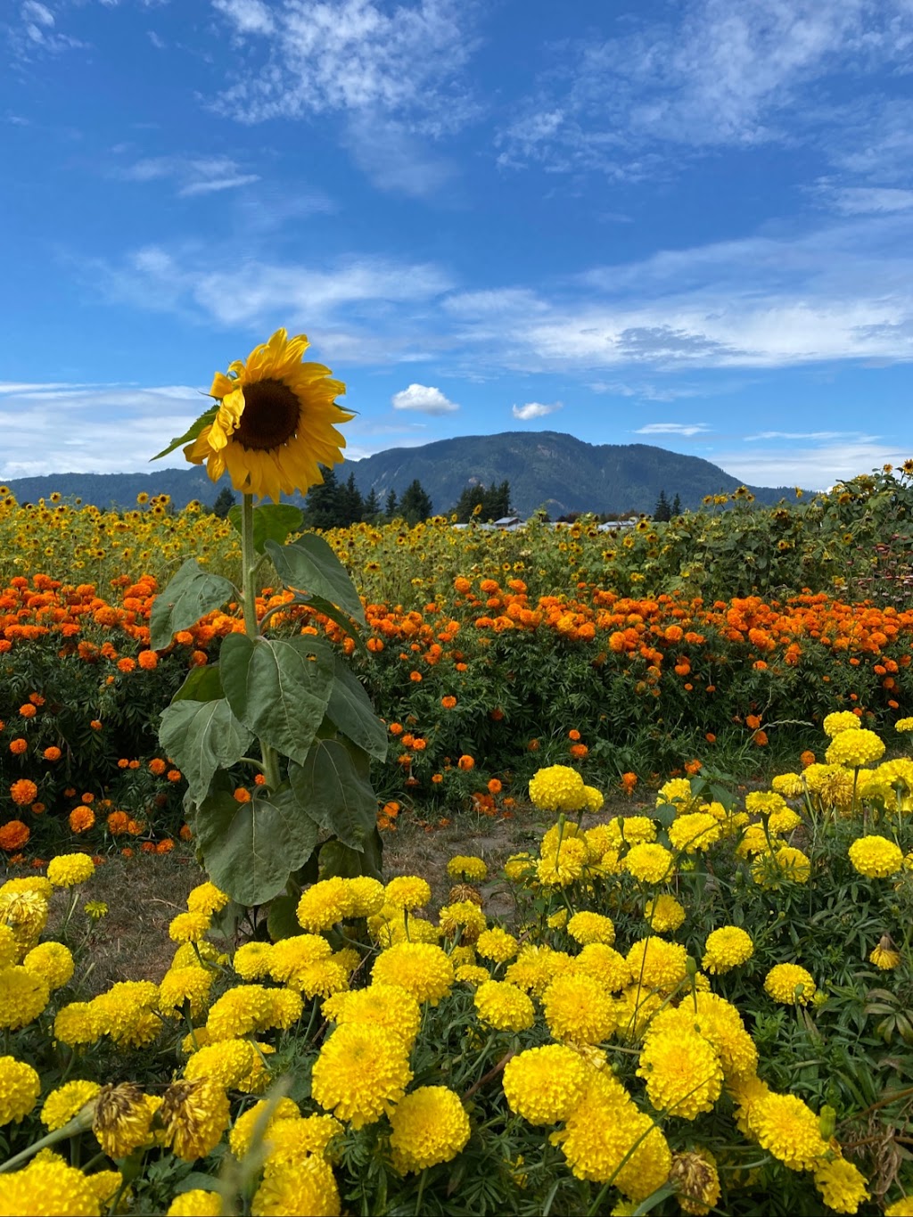 Cultus Lake Flower Fest | 4215 Wilson Rd, Chilliwack, BC V2R 5H4, Canada | Phone: (604) 798-7332